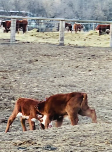 Little Bull vs. Heifer: A Funny Calving Season Moment
