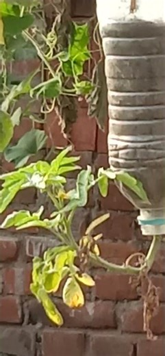 #viralvideo #theothersideofmakebelieve#shortsvideo