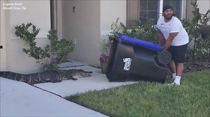 Trappers say it's a bad idea to try and remove an alligator from a residential area yourself. We're glad to report no gators or humans were injured during this encounter in Mount Dora. 🐊 STORY: https://bit.ly/3kTqUKM | FOX 13 News - Tampa Bay