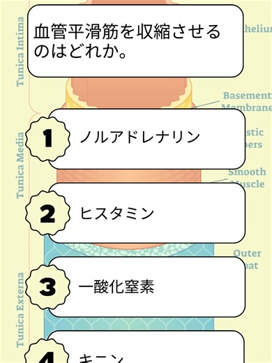 血管平滑筋の収縮メカニズムについて