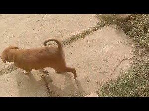 Jealousy prank on leo & Reo l New Puppies At Home l Anant
