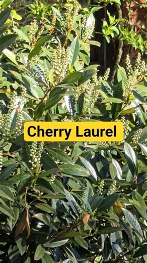 🪴Cherry Laurel #Shorts #Cherrylaurel #Plant