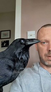 337K views · 12K reactions | Self-conscious Ragnar raven. | Nicholas Crawford | Facebook