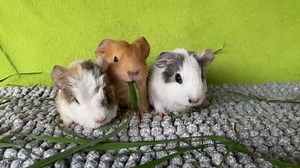 6.4K views · 1.5K reactions | Our thirteen day old babies who were surrendered two days ago 殺 I tried including mum in the video but she wouldn’t stay still  | Gold Coast Guinea Pig Rescue Inc | Facebook