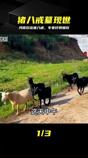 河南挖出豬八戒墓？棺內九齒釘耙讓專家當場嚇軟 #河南 #考古 #猪八戒 #九齿钉耙 #专家 #尸体