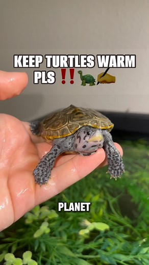 LAMP FOR TURTLE LAMP LAMP LAMP 🪔 🐢 🐢 ~~~~~~~~~~~~~~~~~~~~~~~~~ #diamondbackterrapin #turtle #turtles #terrapin #terrapins #pond #turtlepond #koi #fish #aquatics #herp #herps #reptile #reptiles #guppy #guppies #mangrove #ornate #concentricdiamondbackterrapin #tiktok #aquarium #koipond #goldfish #betta #shrimp #fishkeeping #cute #babyturtles #hatchling #reptilesofinstagram | DanTheTurtleMan