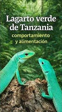 El lagarto verde de Tanzania | Vida entre los árboles #Documental#Naturaleza#Reptiles#VidaSalvaje