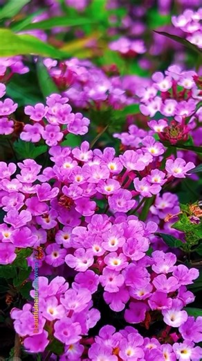 Peaceful Flower Paradise 🌸