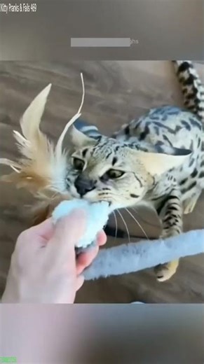 Cute Kittens 😼 Funny Cat Videos 😹 # #9513