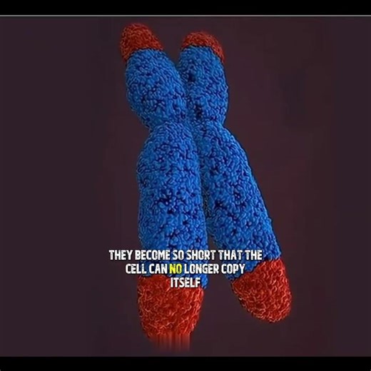 "Why Lobsters Never Die | The Secret of Immortal Sea Creatures"