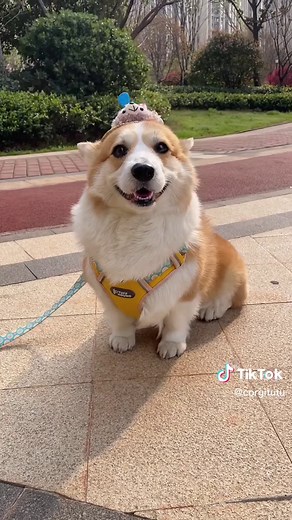 Adorable Corgi Puppy Videos Compilation