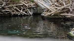 30 reactions | JungleGym connects kids to the outdoors through...