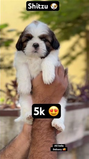 Shitzu Puppy 🐶 Only 5k 😍 #pets #puppy #shitzu #shorts #short #dog #dogs #viral #dogshorts #pet