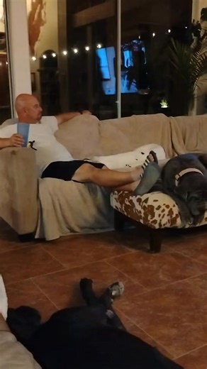 1.2K views · 27 reactions | I love this time of year!!! Hallmark Christmas movies and the pups!! | Graceful wiggles | Facebook