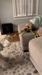 Tailored Tugs Custom Color Made-to-order Striped/square Knotted Durable Dog Toy - Etsy