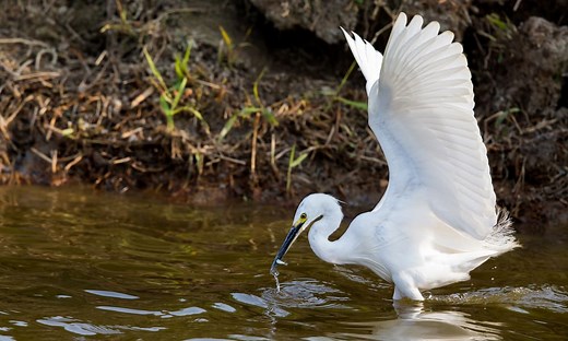 5 Things Egret Like to Eat (Diet & Facts)