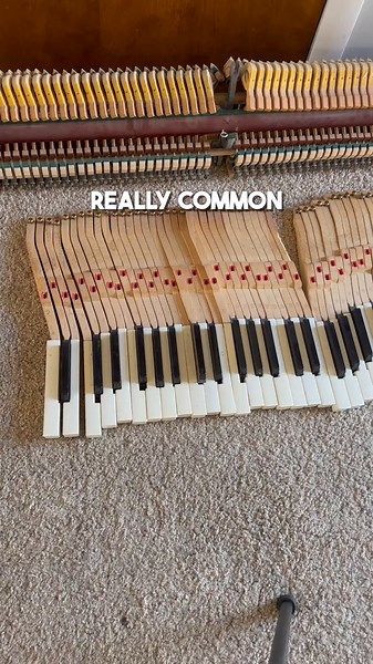 Cleaning and Tuning a Piano Infested with Mice Droppings