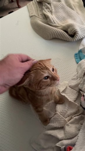 Adorable Cats That Will Melt Your Heart