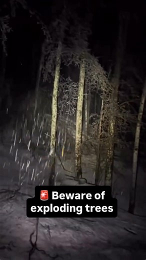 Extreme temperatures in the Upper Midwest can cause trees to split or shed heavy limbs as frozen sap expands. Cracks may sound like gunshots. Keep your distance and stay informed with Citizen 📲 🎥: @007sig4l | Substance News