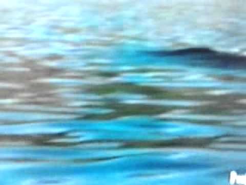 ORCA & FREE WILLY (1,2)