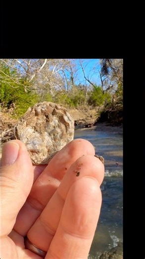 You Have To See These Awesome Bivalve Fossils!