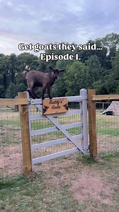 Wrestling my son’s goats in socks and sandals at 9pm is a new high point for me. 🙃 Fence modification 2639362518 incoming 😅. #goats #uk #humour #ukfamily | The Braley Family