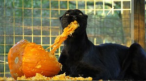 41K views · 8.6K reactions | Meet Jinx, a 20-year-old male black leopard. He and three tigers have been living at the sanctuary for the past four years under our Witness Protection Program. Now that we are able to share them with you, check out his favorite enrichment item. #BlackCats #SavingLeopards #NotPets #Cats #FunnyAnimals #BigCatResscue #BCR | Big Cat Rescue | Facebook