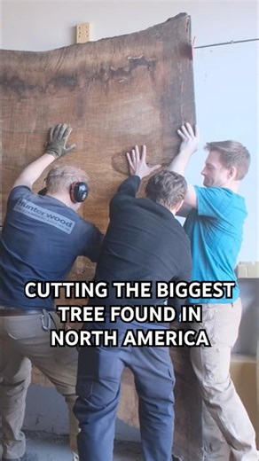 Cutting Up The Biggest Walnut Tree Ever Found In North America #customdesign #woodshop #build