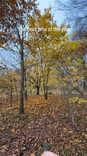 Høsten er fin og fargene er flotte! #fyp #natur #norge #autumn | Daniel Farstad