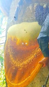 #bee #nature #bees #honey #macro #savethebees #flowers #beekeeping #naturephotography #beekeeper #honeybee #beesofinstagram #insects #photography #insect #flower #beehive #honeybees #biene #macrophotography #love #bumblebee #bienen #pollen #garden #honeycomb #art #pollinators #naturelovers #beekeepers | 10M