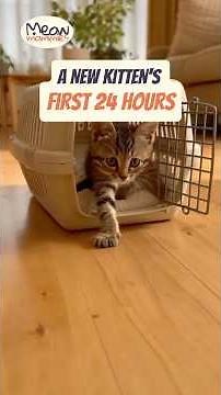 A New Kitten's First 24 Hours (A Step-by-Step Guide) #newkitten #kittencare #kitten #catadoption