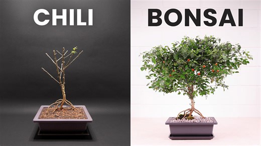 I transformed a firecracker bonchi in 3 years 🌱