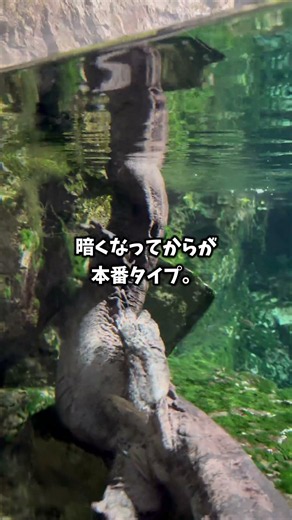 『 深夜テンション型 』オオサンショウウオ #京都水族館 #オオサンショウウオ #京都旅行 #aquarium #kyotoaquarium