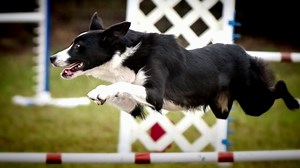 41K views · 484 reactions | Meet Fit, the border collie awarded Farm Dog of the Year. Fit works on a Florida farm supervising sheep, and took home the title for her hustle and dogged determination. | NBC Nightly News with Tom Llamas | Facebook