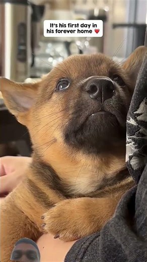 tranding #explore #comedy #shortvideo #entertainment #pippy dog #pitara 🐶🐶