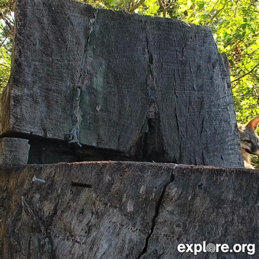117K views · 3.4K reactions | We have a treat for you! Wee little fox kits in Texas. There's a multi-view for this cam, so you'll want to bookmark it as a current favorite. Link in comments. | explore.org | Facebook