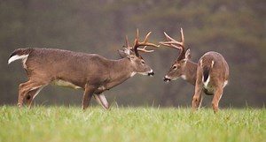Beginner Deer Hunting Crash Course: How to Be Ready for Your First Season