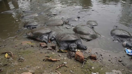 Black softshell turtle is seen ahead of 'World Wildlife Day' in India