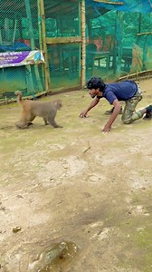 New monkey75 Animals🤣 King killer 🤣☝️ #comedy #funny #reels #Bangladesh #america #adarsh #videoviral #foryou | The Funny MonkeyR2