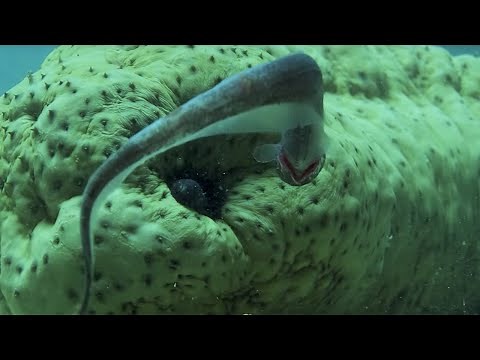 Pearlfish's Gross Hiding Spot | BBC Earth