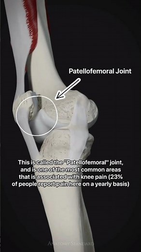 Patellofemoral Joint - Knee Movement