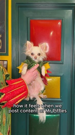 How it feels when we post content of Mr Piffles