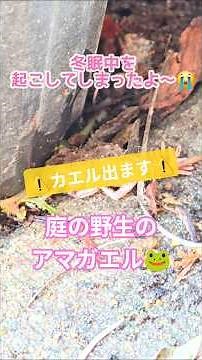 冬眠中の庭のアマガエルを起こしてしまった💦 #カエル #ゆる昆