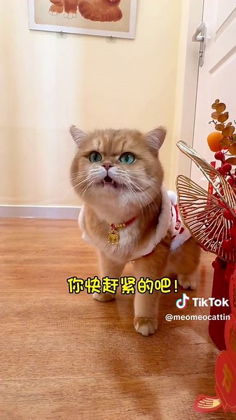 搞笑猫咪：急得让人无法忍受