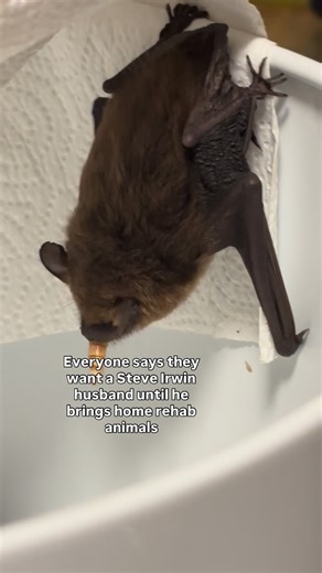 Trapperz | Cincinnati Animal Removal | A homeowner left this bat in that rubber ware for an entire night outside in the Ohio cold hoping it would pass away. When they called my... | Instagram