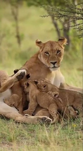 Hungry Lion Cubs Fight for Milk as Their Exhausted Mother Watches 🦁 | Rare Wild Moment #Lioness