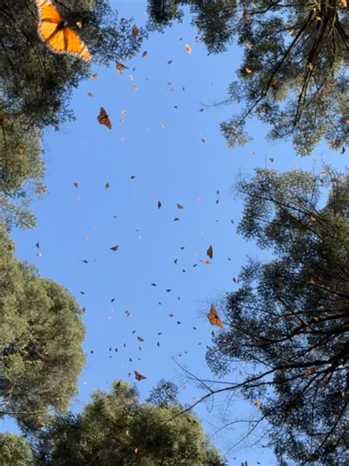 1.5K views · 271 reactions | The Nature Educator on Reels | Facebook