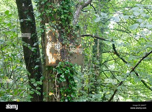 DERBYSHIRE, UK: DOES THIS abandoned dairy farm represent the slow death of rural farming in England thanks to barmy EU milk quotas? Eerie pictures and video footage show the untouched remains of the secluded time capsule farm, left abandoned since the 80s – a time when tough EU milk quotas were brought into force, meaning UK dairy farmers went out of business. Other images appear to show a squatter’s makeshift bed as a dirty mattress lies strewn across a rubble-covered floor at the house known l