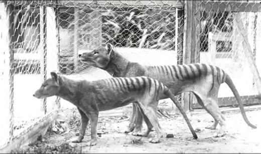 Moments In History on Instagram: "The Thylacine, or Tasmanian Tiger, was a carnivorous marsupial native to Tasmania, mainland Australia, and New Guinea. Its scientific name is Thylacinus cynocephalus. Despite a dog-like appearance, it was related to kangaroos and wallabies. Males had a pouch. The species was extinct on the Australian mainland thousands of years before European settlement, likely due to dingoes and human hunting. In Tasmania, it survived until the early 20th century but was heavi