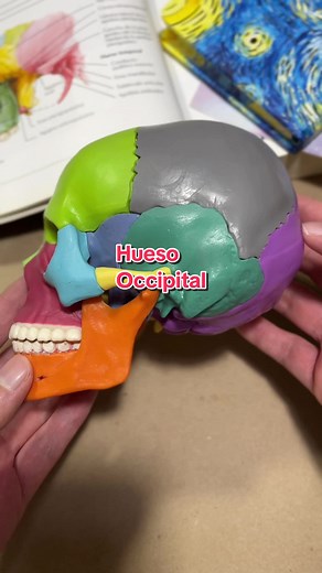 Anatomía del Hueso Occipital en Medicina y Odontología